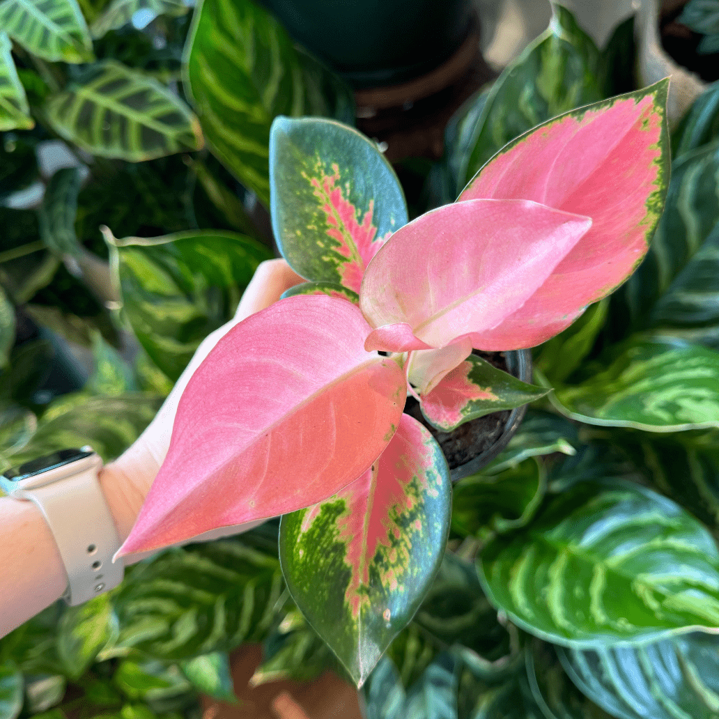Aglaonema 'China Red' – The Plant Lady SF