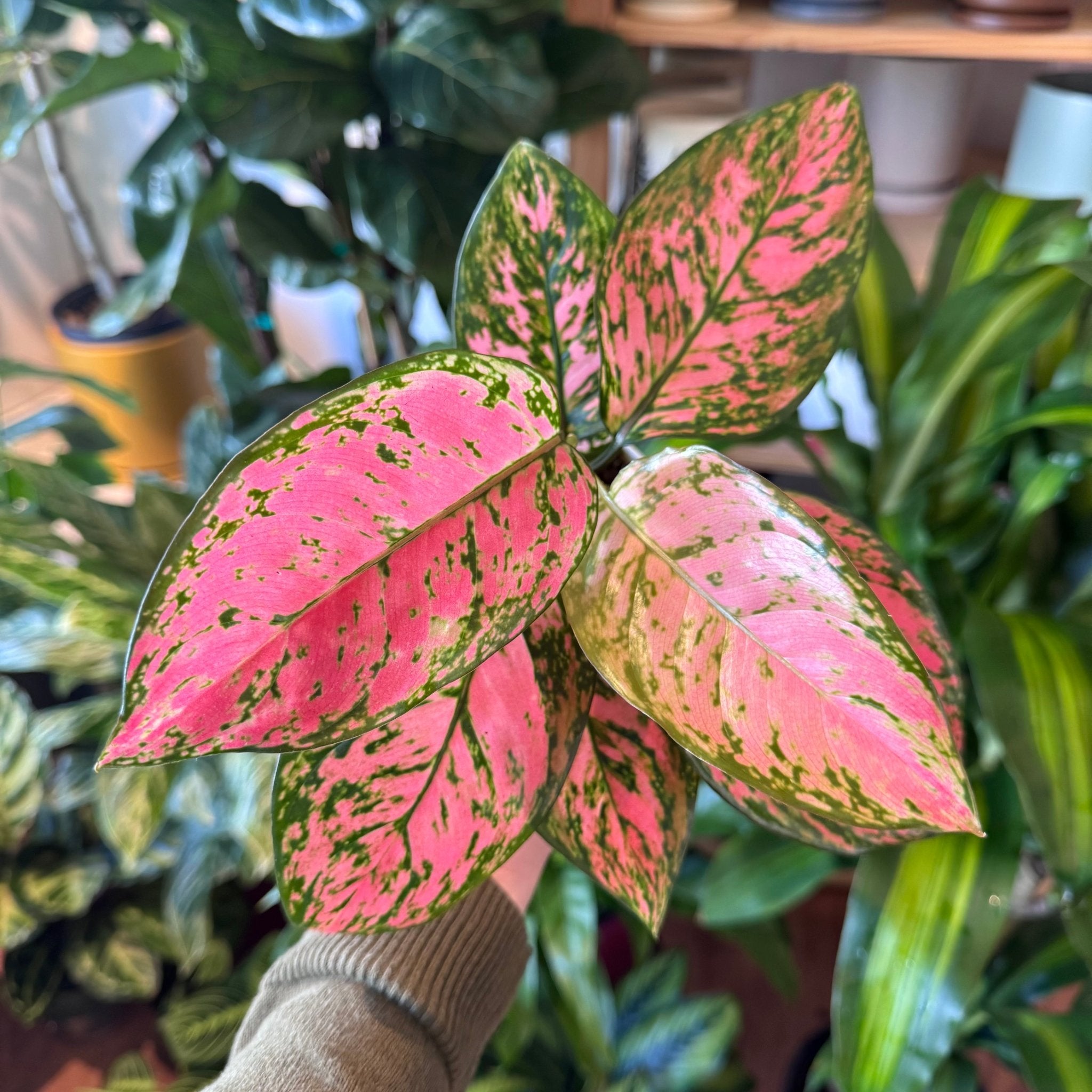 アームスツール Marvelous マーヴェラス ピンク 655-198 aglaonema-lady-valentine-
