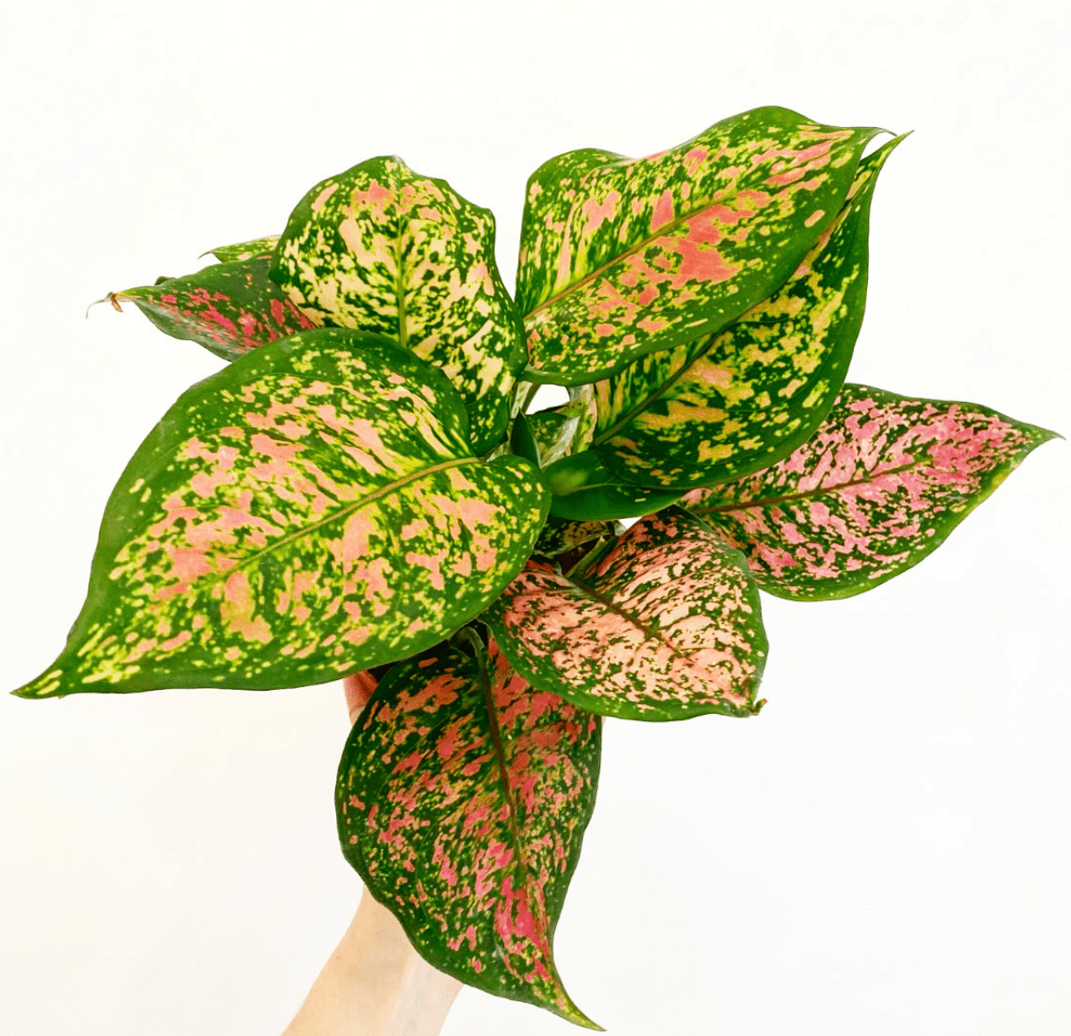 Aglaonema 'Wishes' - The Plant Lady SF