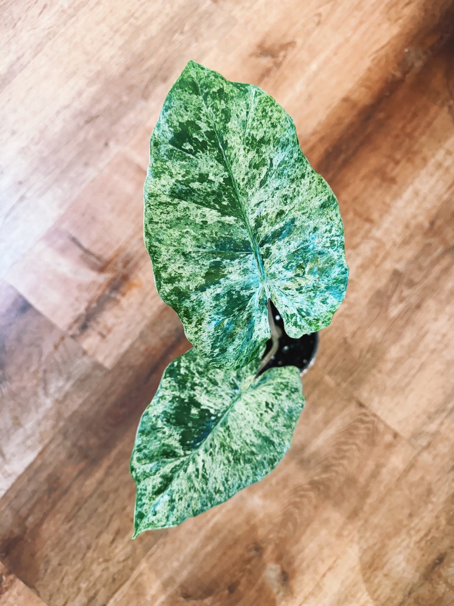 Alocasia “Camouflage” - The Plant Lady SF