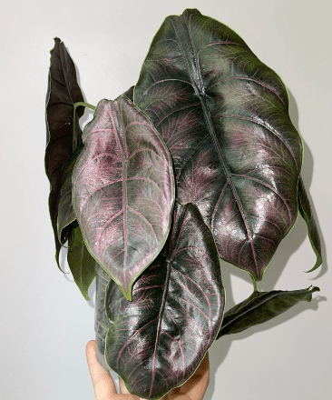 Alocasia 'Green Unicorn' - The Plant Lady SF