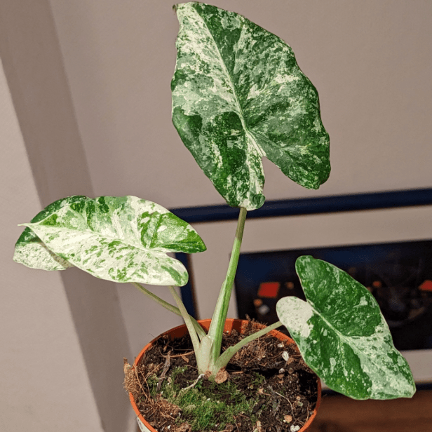 Alocasia odora ‘Batik’