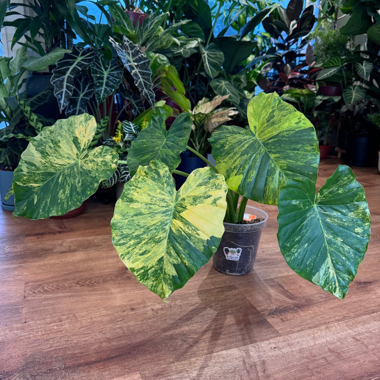 Alocasia odora 'Gageana' - The Plant Lady SF