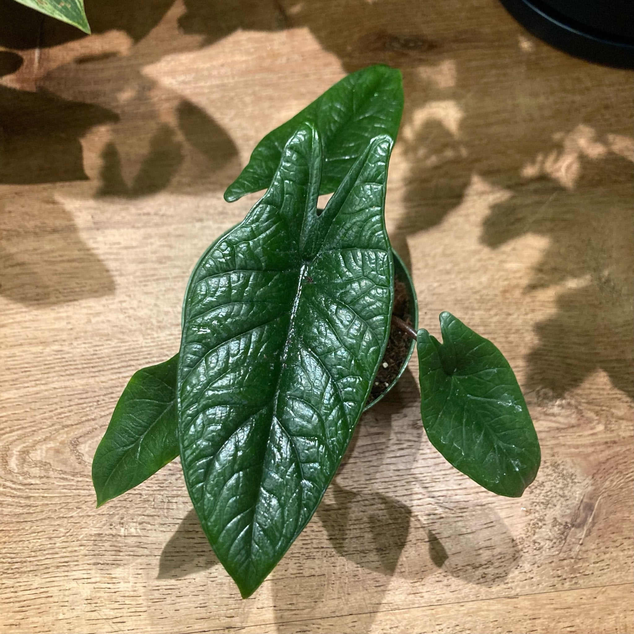 scalprum plant Alocasia scalprum