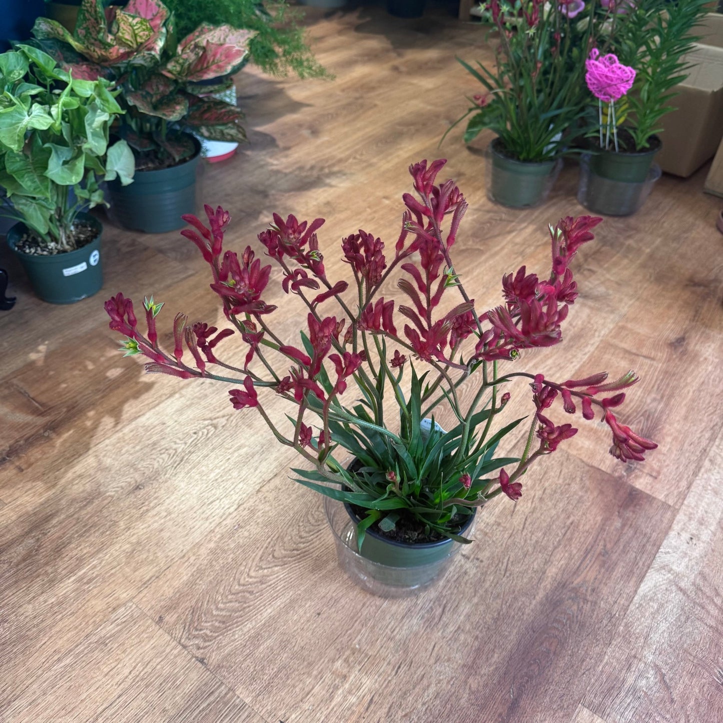 Anigozanthos (Kangaroo Paw) - Local Pick Up Only - The Plant Lady SF