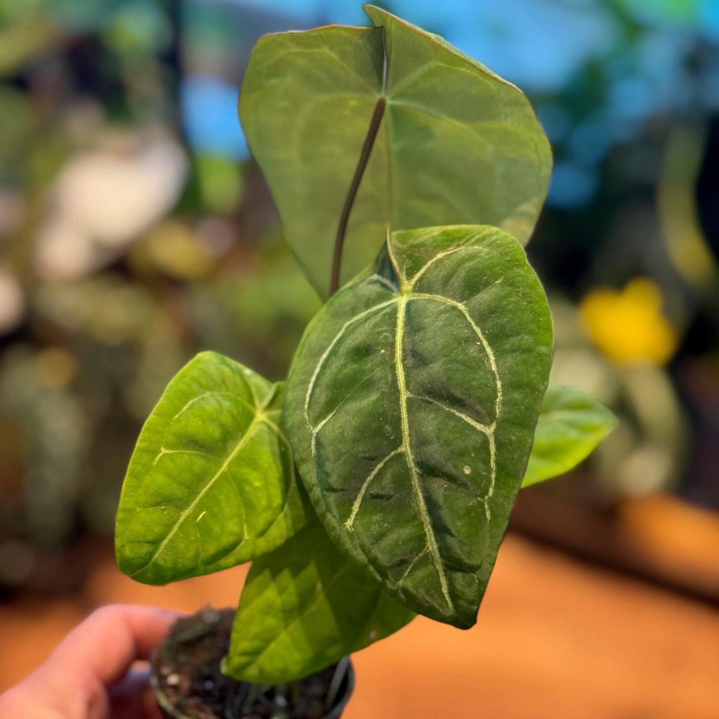 Anthurium 'Ace of Spades' - The Plant Lady SF