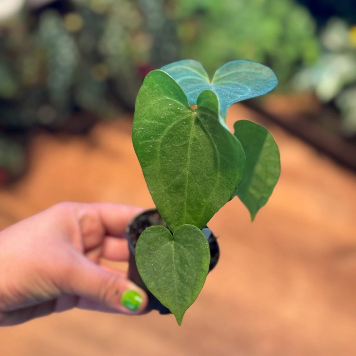 Anthurium 'Delta Force' - The Plant Lady SF