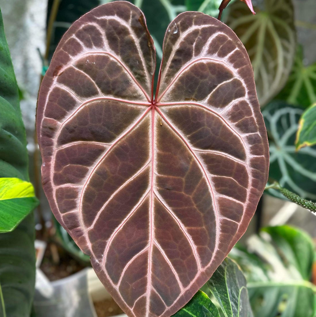 red anthurium crystallinum Anthurium NSE red crystallinum x self