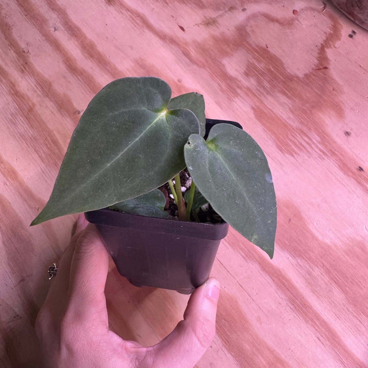 Anthurium papillilaminum x dr. block - The Plant Lady SF