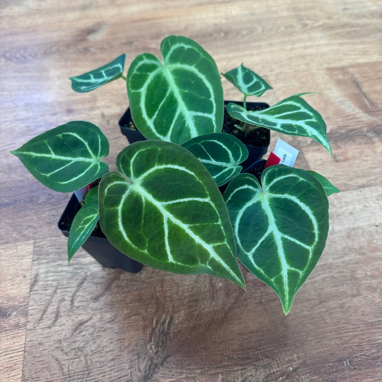 Anthurium "Pink Lady" - The Plant Lady SF