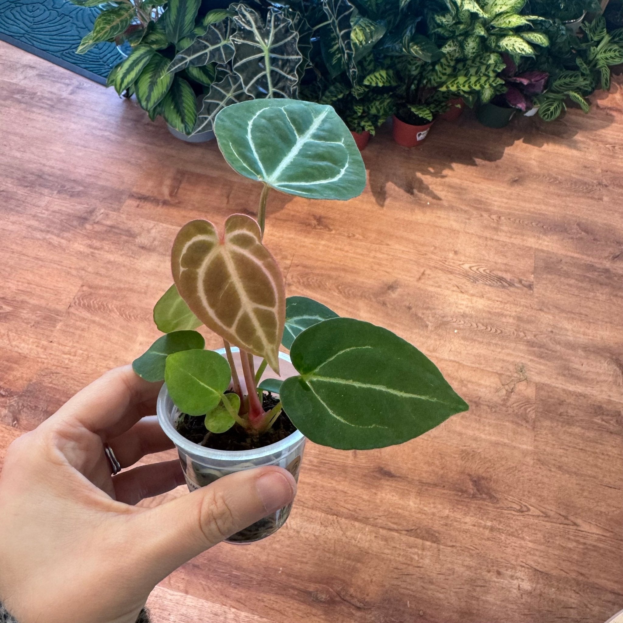 Anthurium red crystallinum x magnificum – The Plant Lady SF