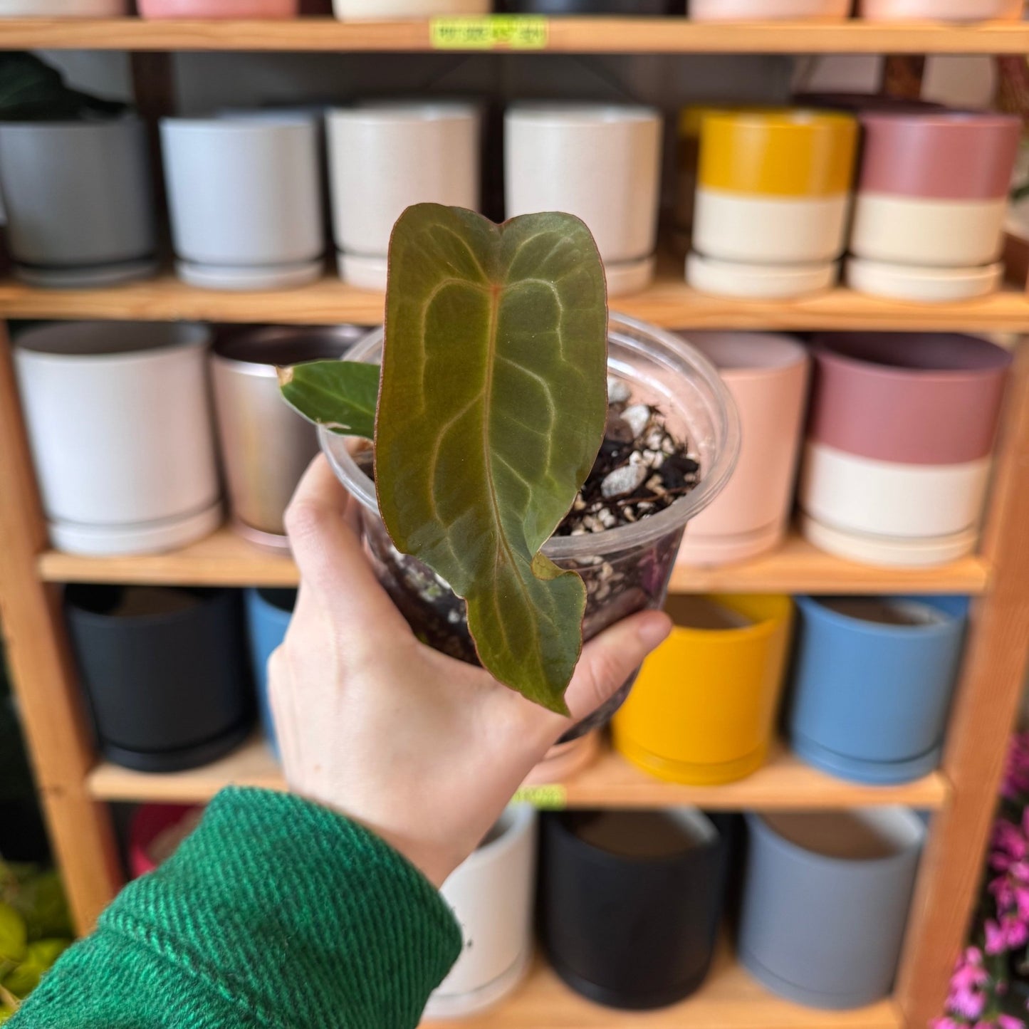 Anthurium Xenomorph - The Plant Lady SF