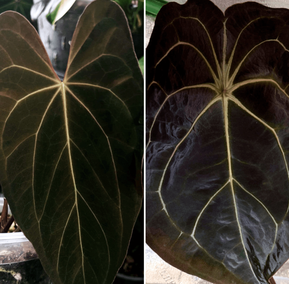 Anthurium Xenomorph – The Plant Lady SF