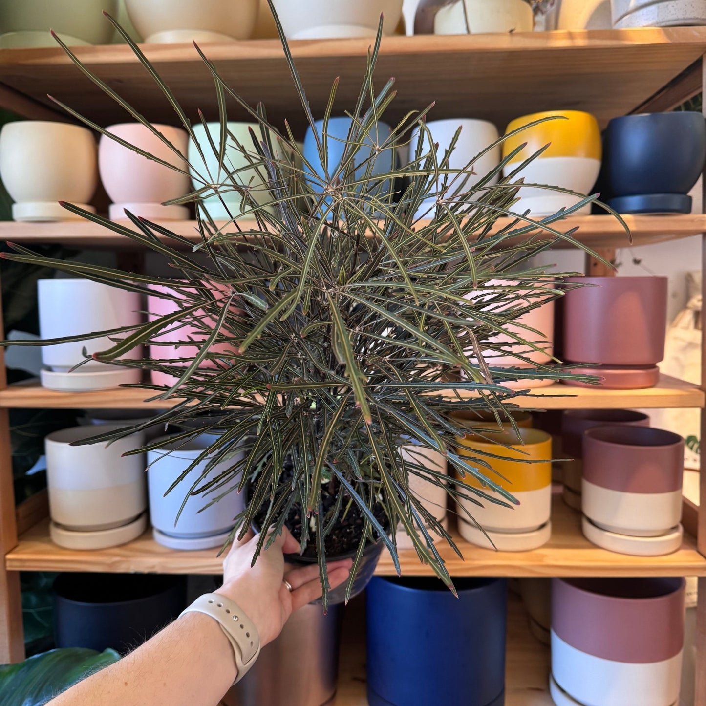 Aralia elegantissima - The Plant Lady SF