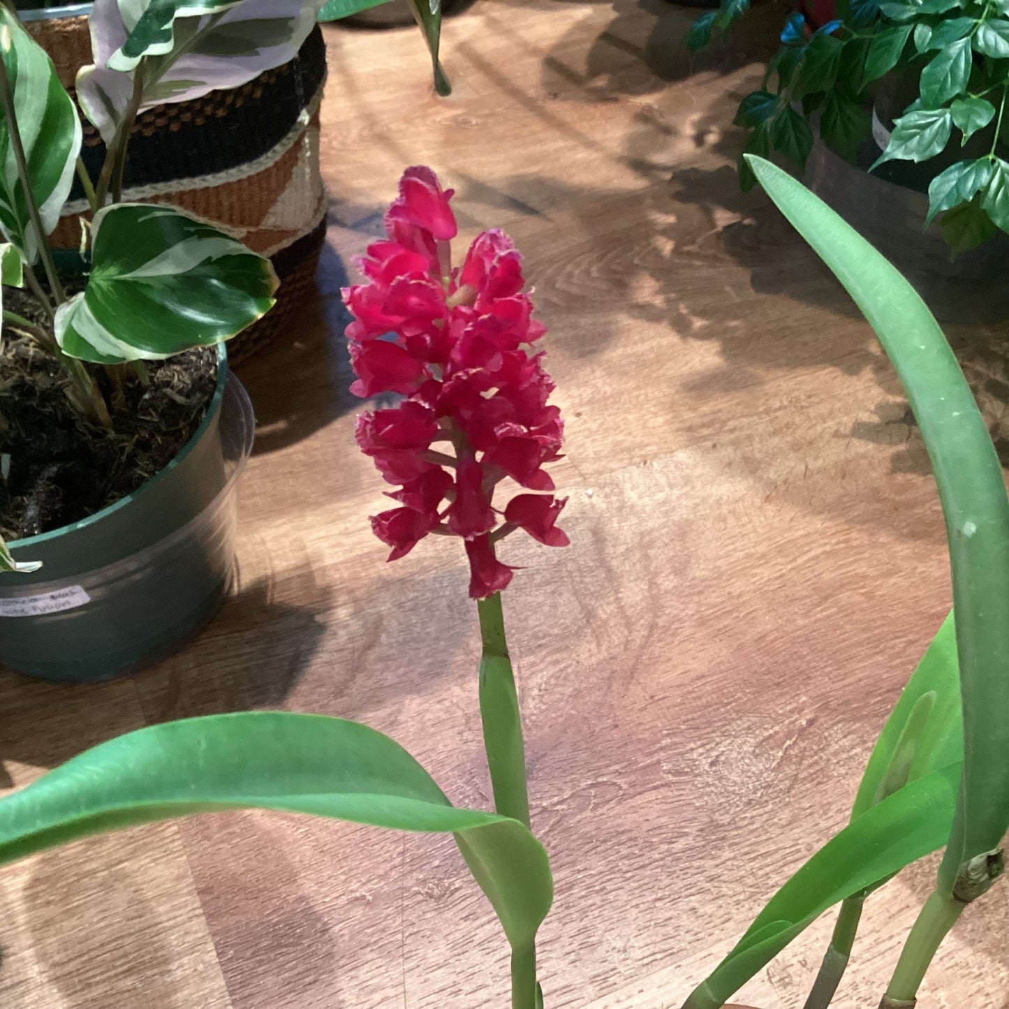 Arpophyllum alpinum ‘Golden Gate’ - The Plant Lady SF