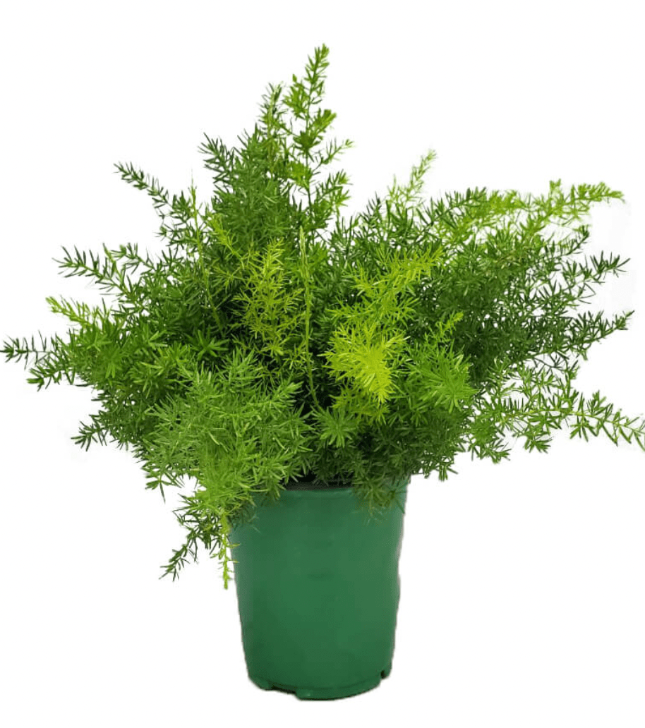 Asparagus aethiopicus (Asparagus Fern) - The Plant Lady SF