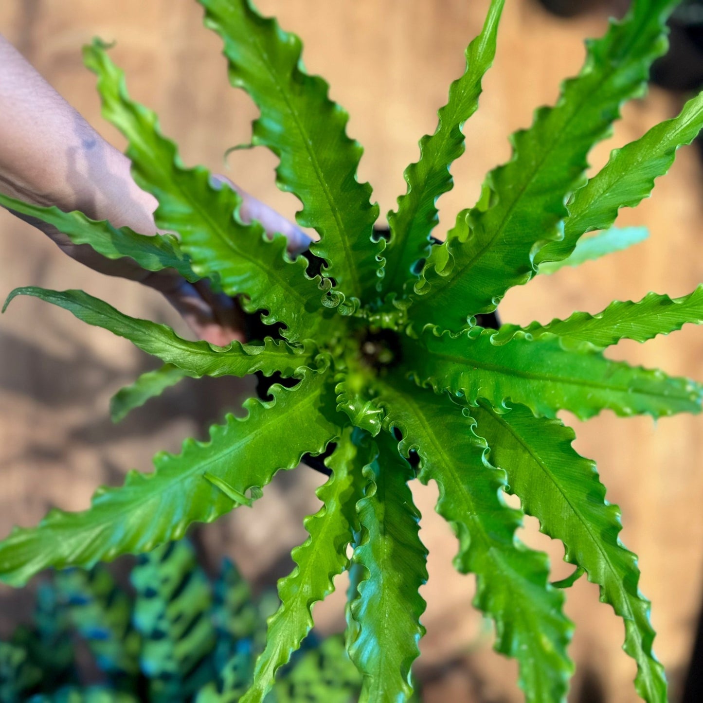Asplenium antiquum 'Victoria' (Japanese Birds Nest Fern) - The Plant Lady SF