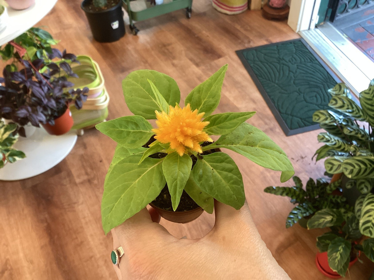 Assorted Foliage 2" - The Plant Lady SF