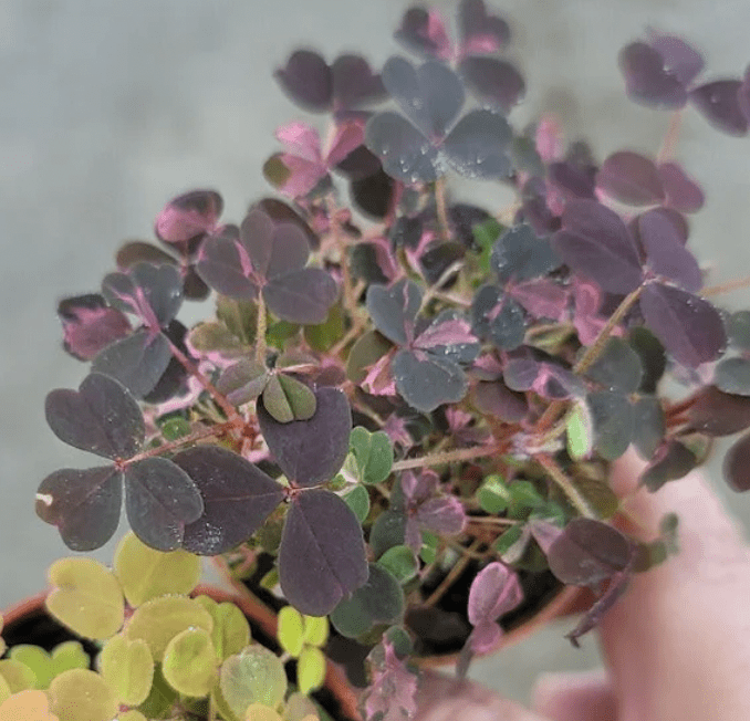 Assorted Oxalis - The Plant Lady SF