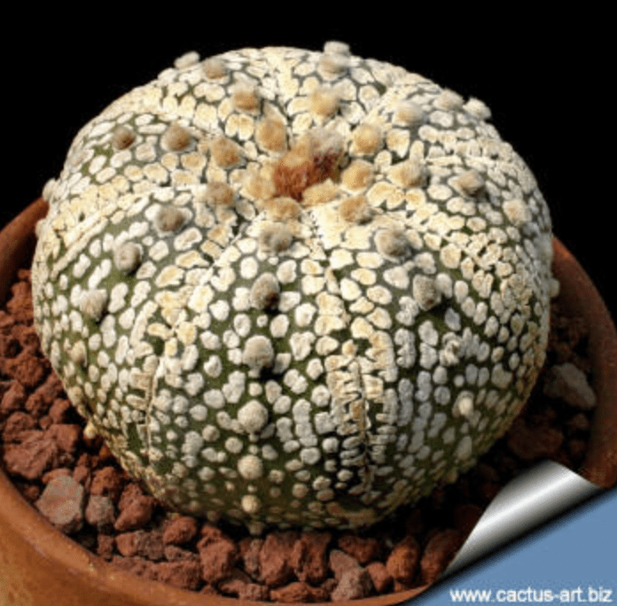 Astrophytum asterias cv. Super Kabuto - The Plant Lady SF