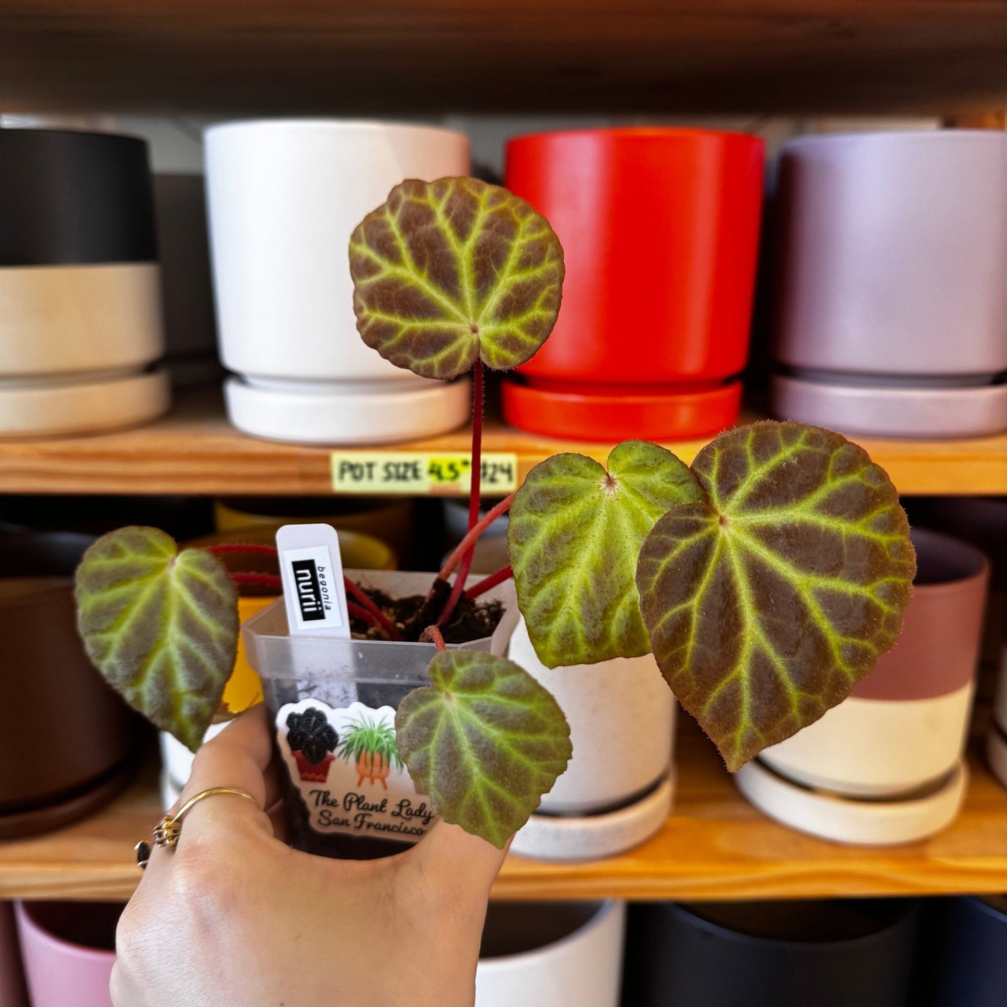 Begonia aff. nurii - The Plant Lady SF