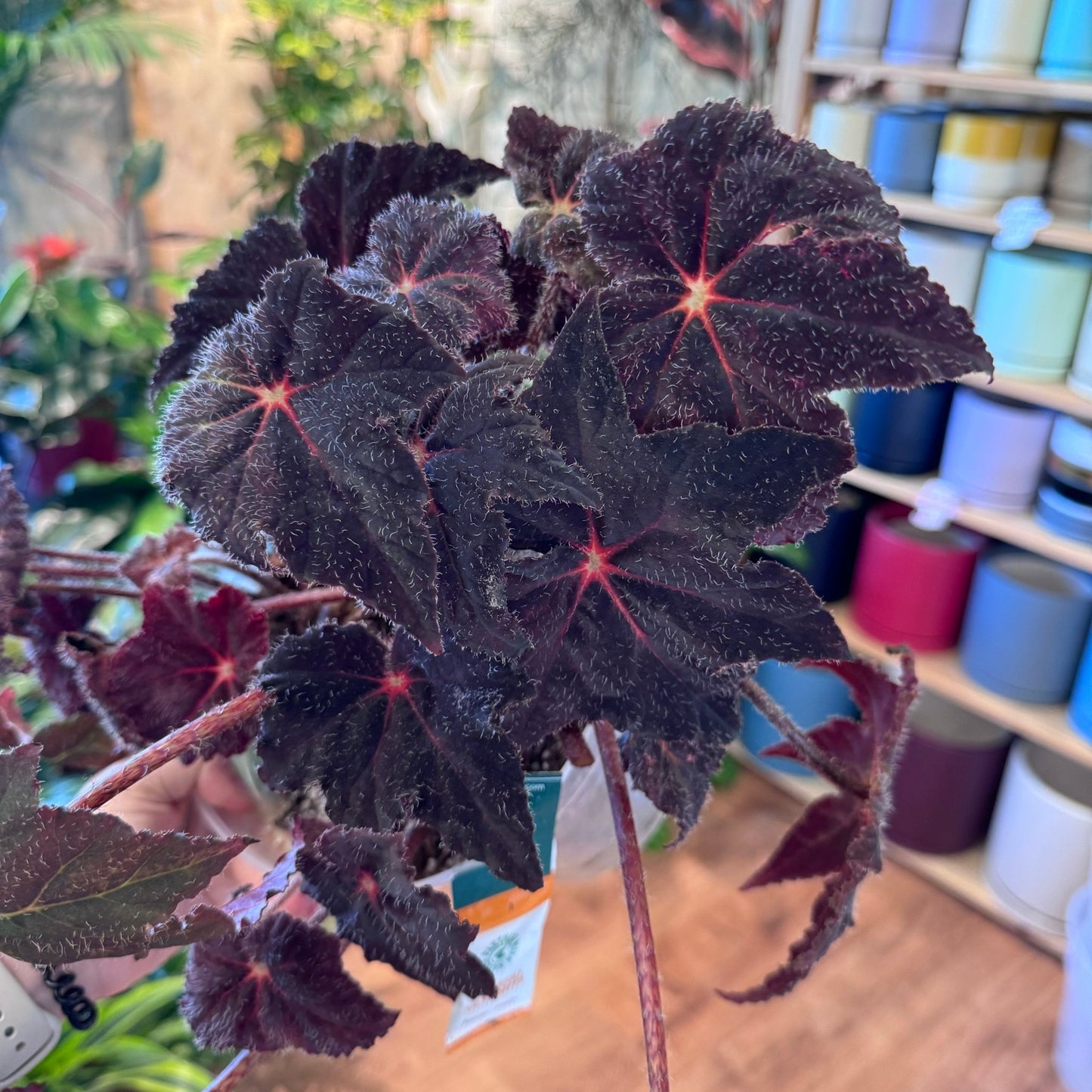 Begonia 'All Hallow's Eve' - The Plant Lady SF