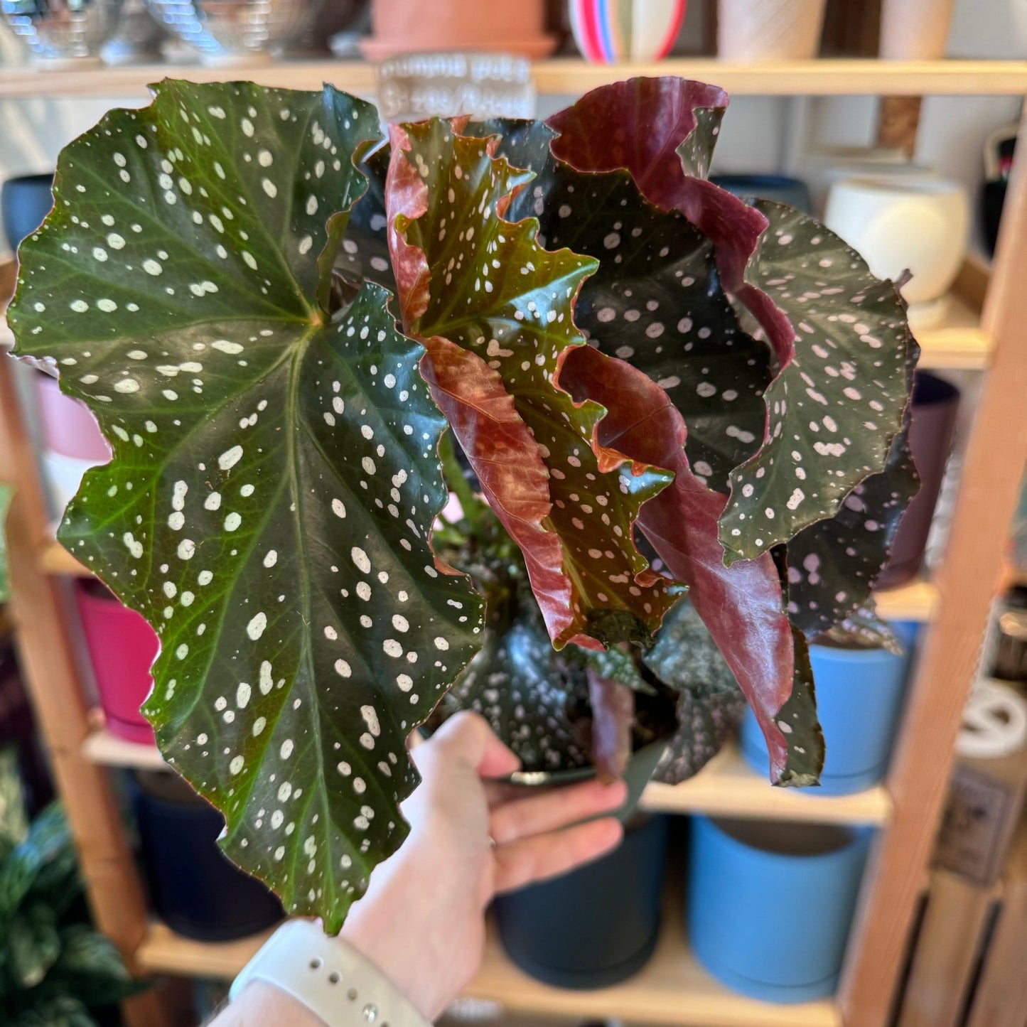 Begonia 'Cracklin' Rosie' - The Plant Lady SF