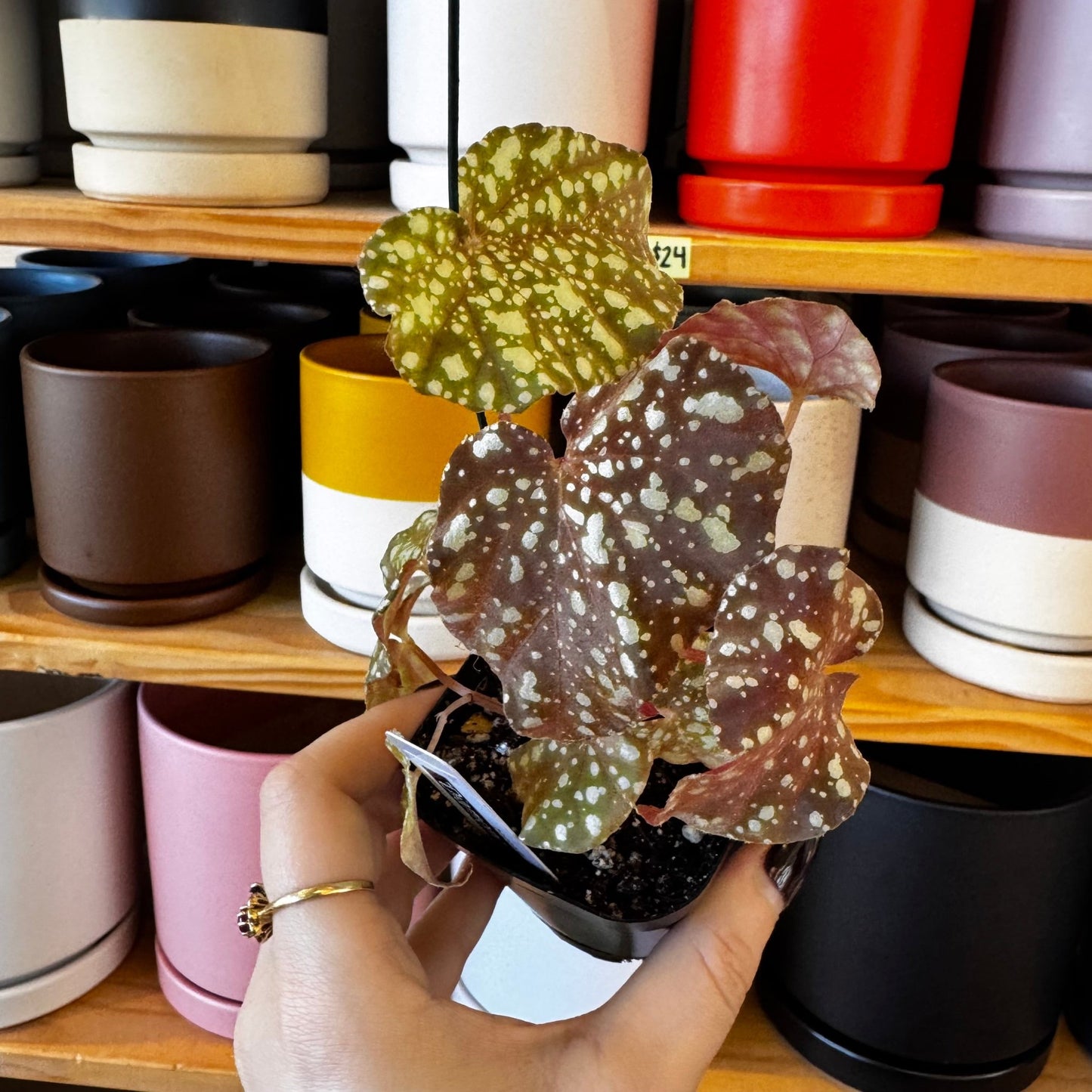 Begonia "Diamond Drip" - The Plant Lady SF