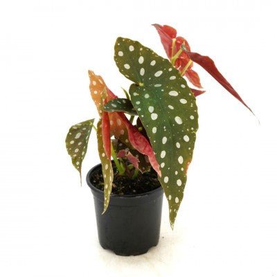 Begonia maculata - The Plant Lady SF