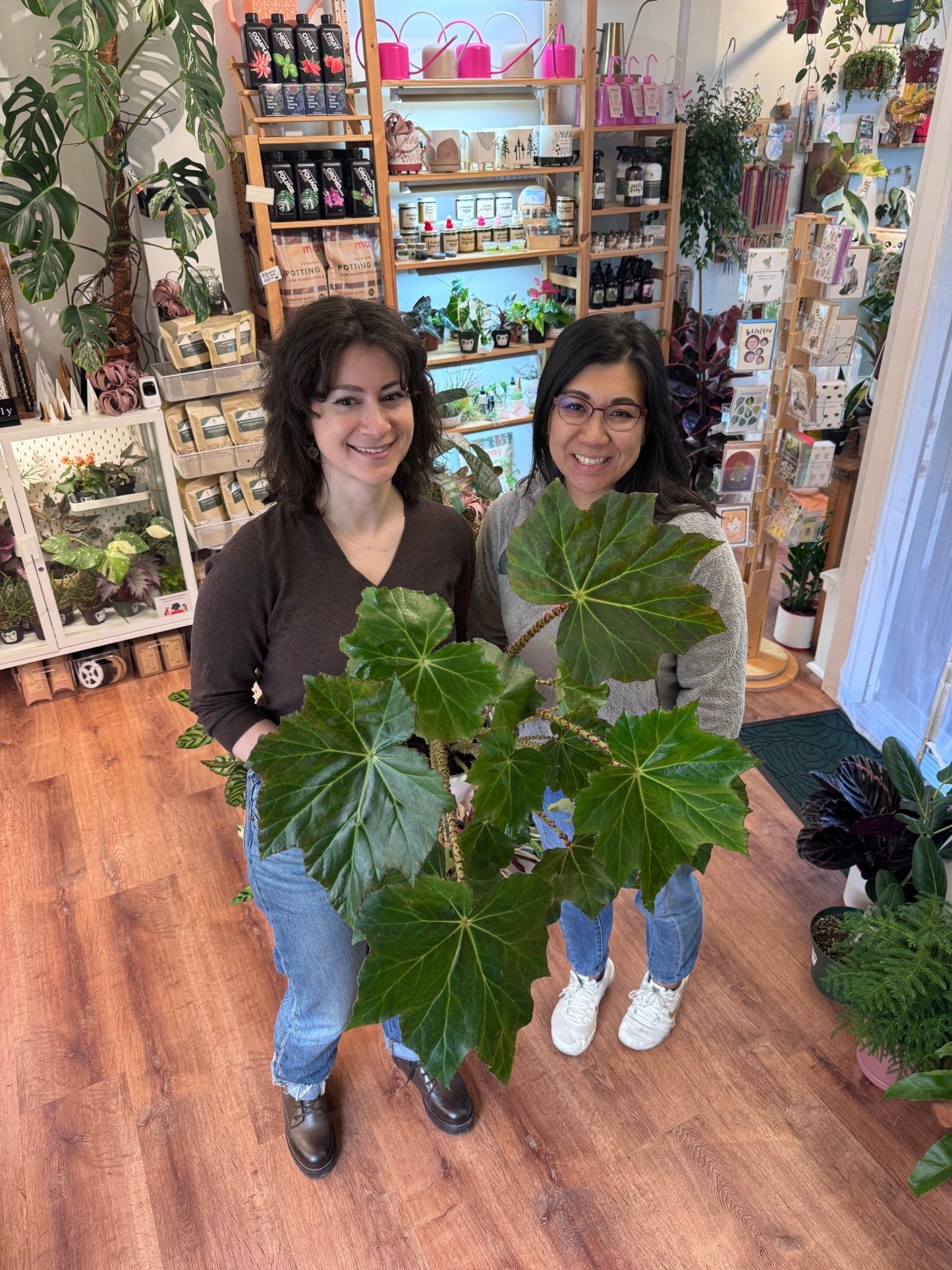 Begonia rincifolia 'Immense' - The Plant Lady SF