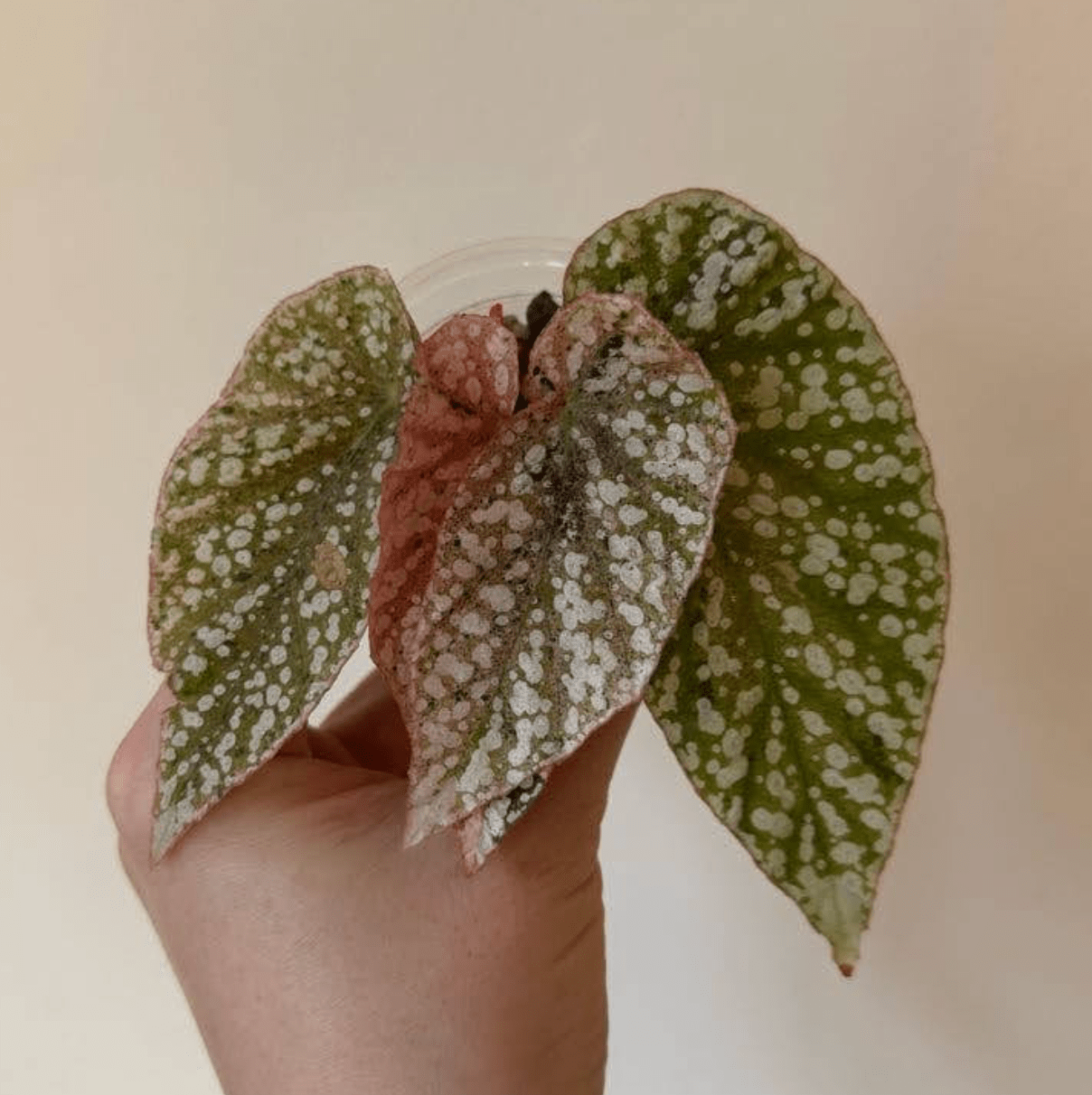 Begonia 'Snow Capped' variegated - The Plant Lady SF