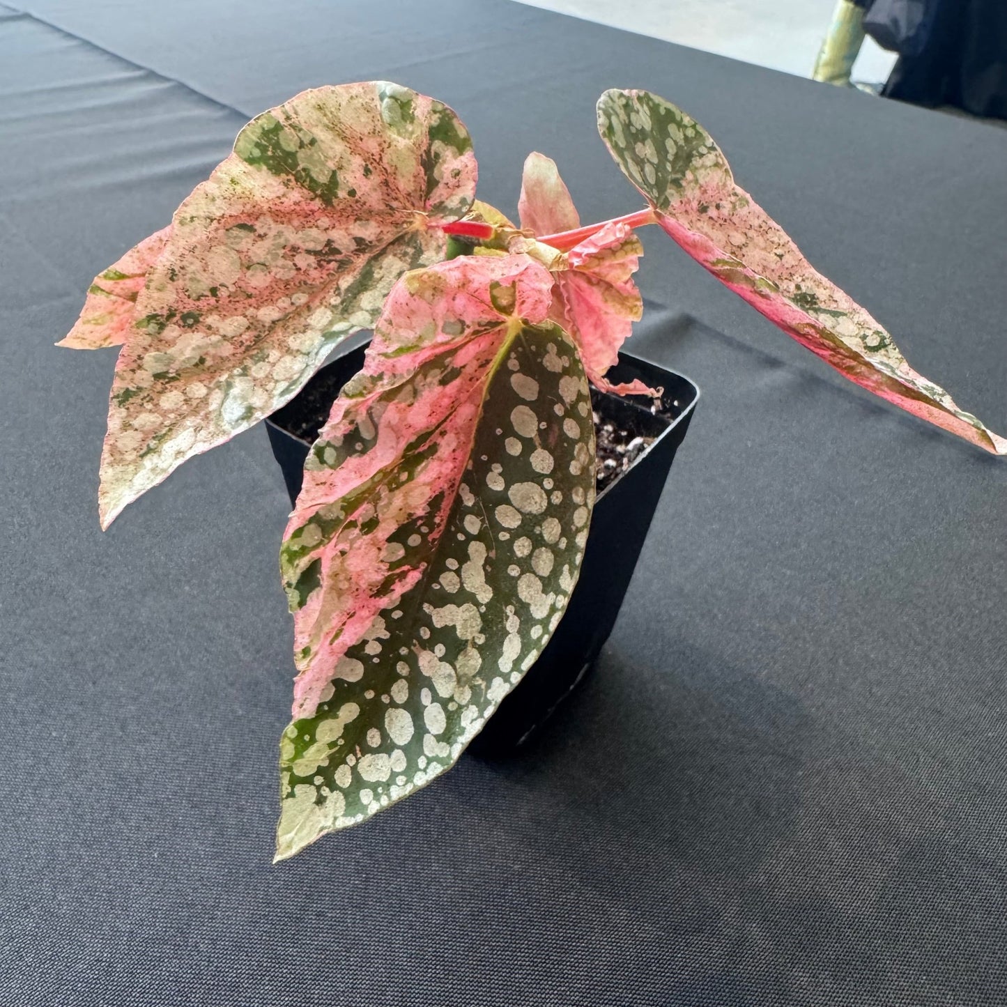 Begonia ‘Snowcapped’ variegated - The Plant Lady SF
