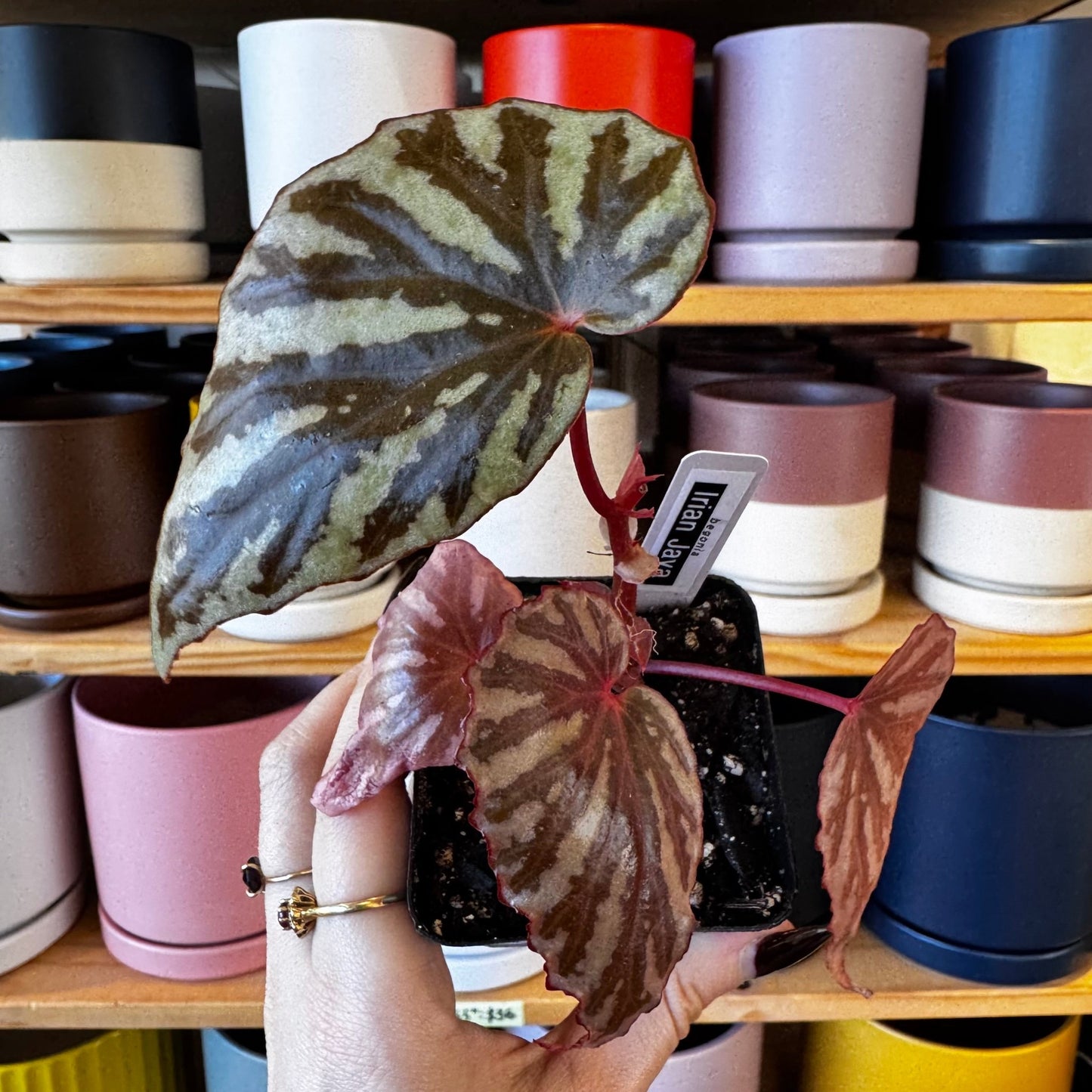 Begonia sp. 'Irian Jaya' - The Plant Lady SF