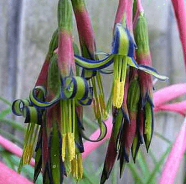 queen's tears plant indoor Bilbergia nutans (Queen’s tears)