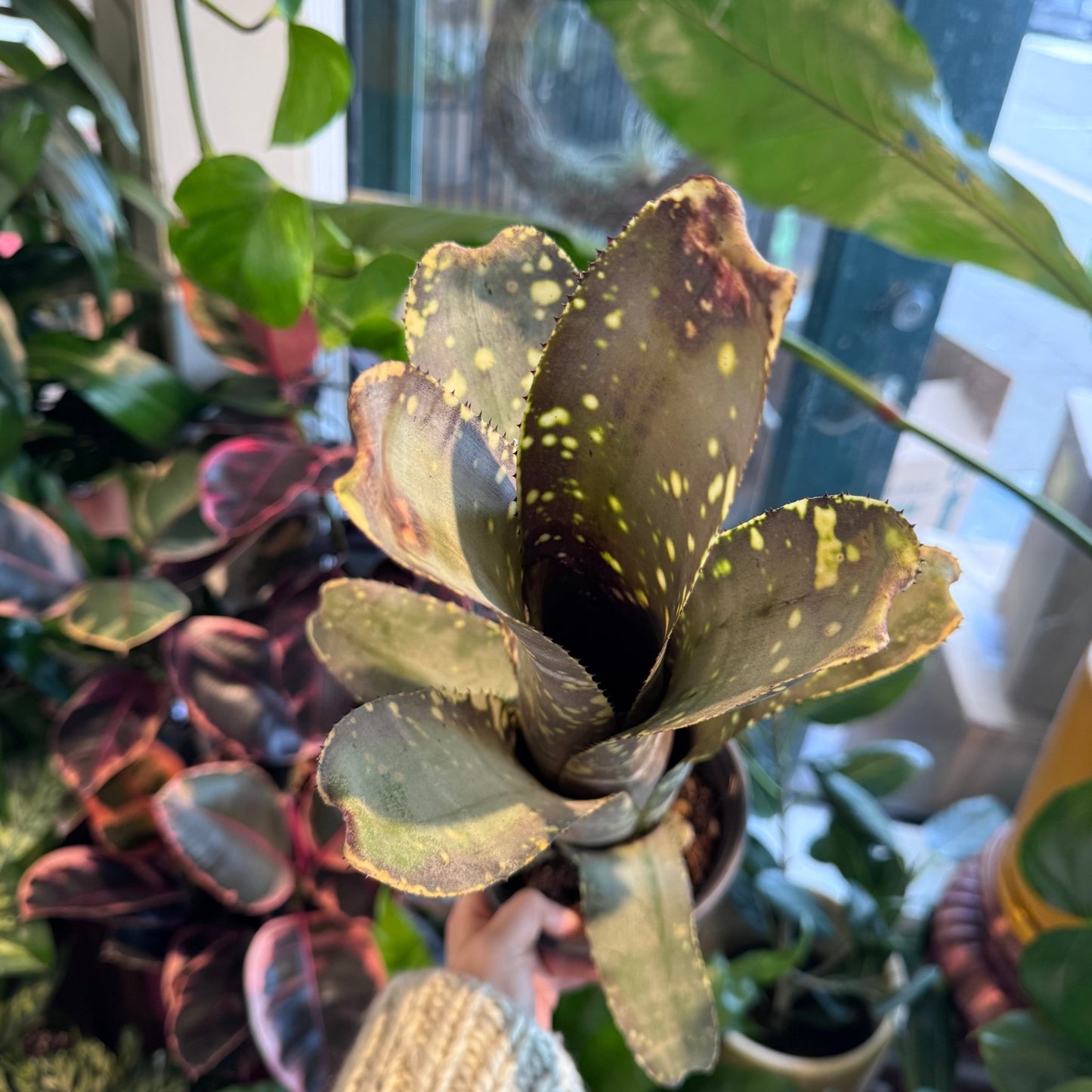 Billbergia 'Obi - Wan' - The Plant Lady SF