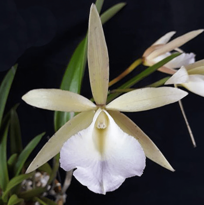 Brassocattleya 'Walter August' - The Plant Lady SF