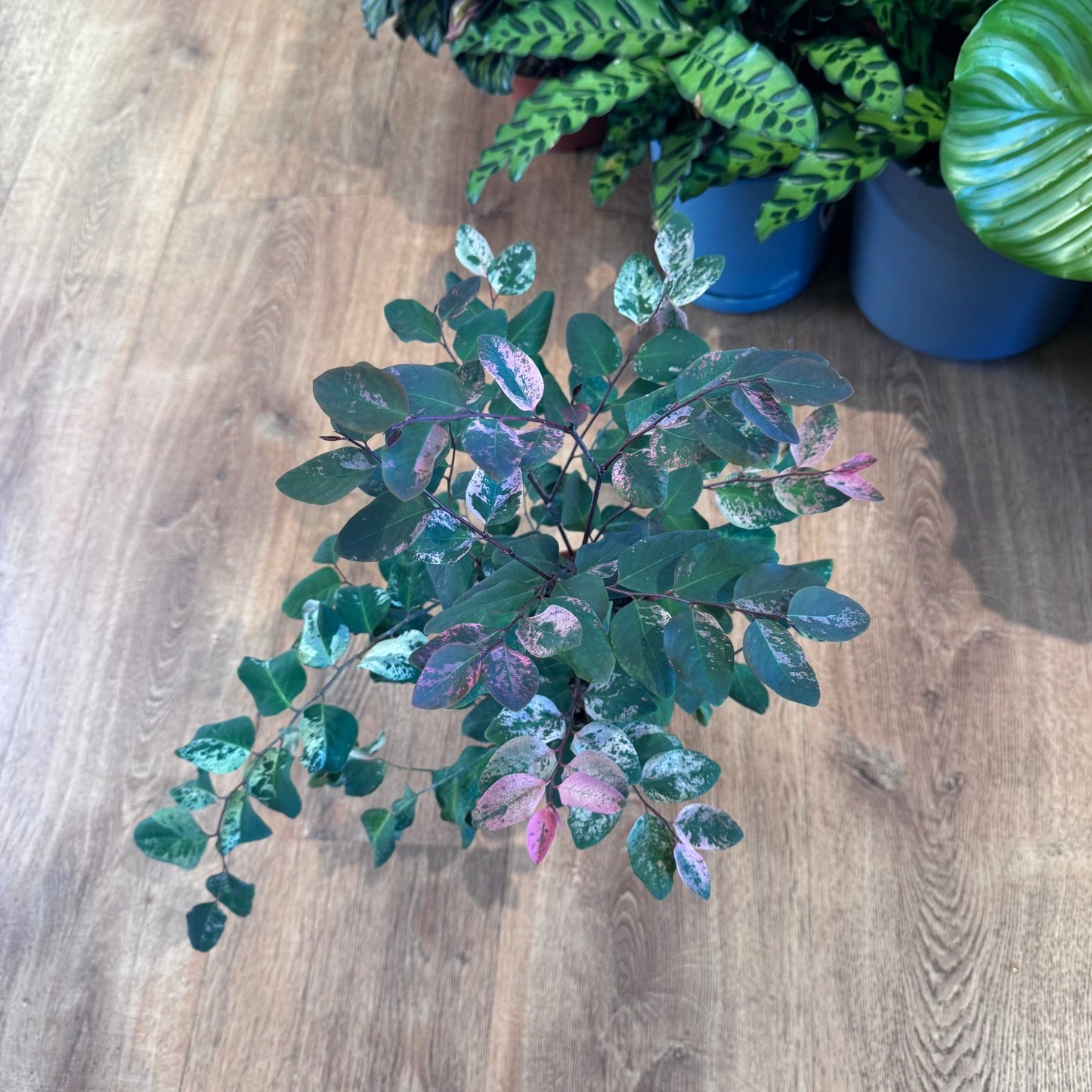 Breynia nivosa (Hawaiian Snow Bush) - The Plant Lady SF