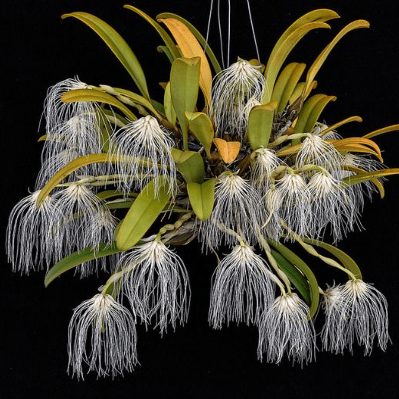 Bulbophyllum medusae - The Plant Lady SF