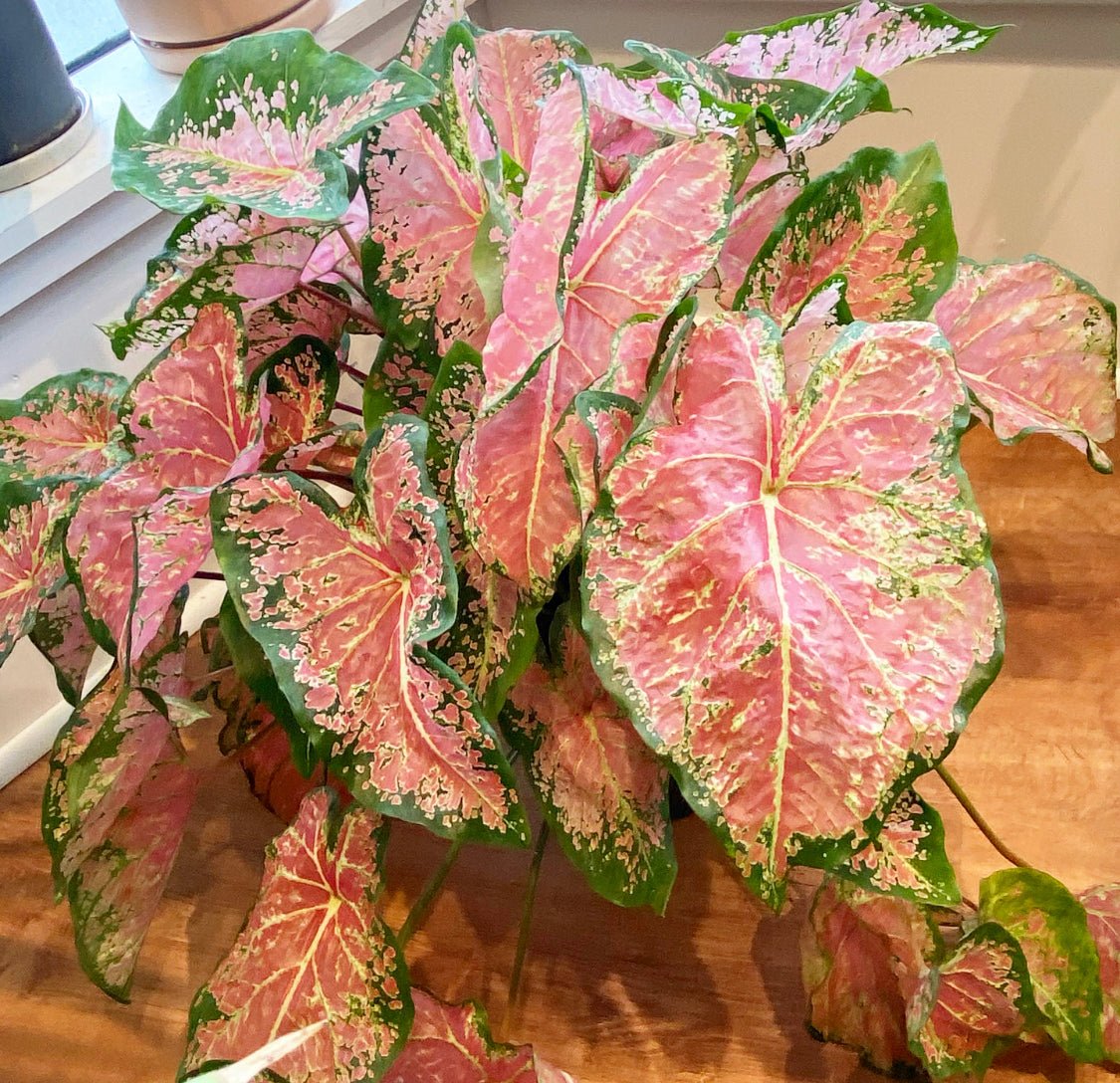 Caladium 'Pink Beauty' - The Plant Lady SF