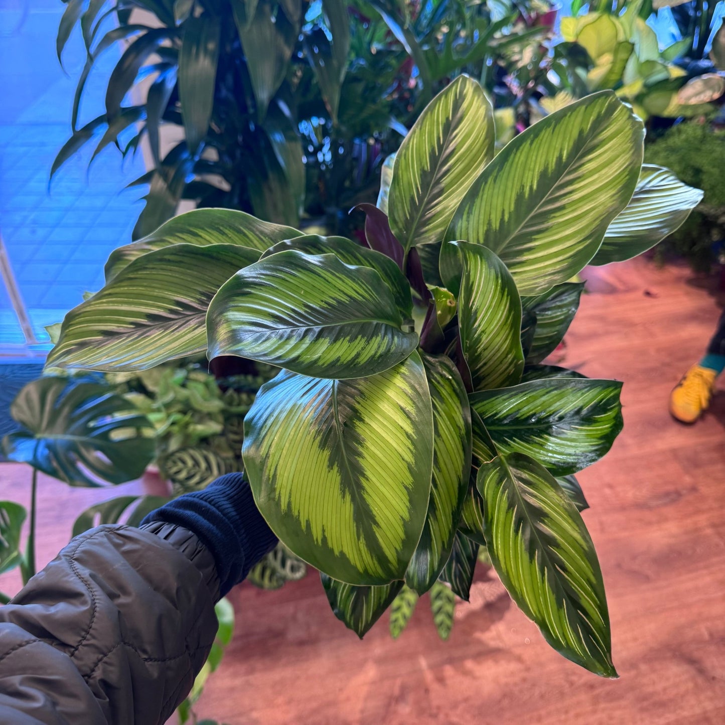 Calathea 'Beauty Star' - The Plant Lady SF