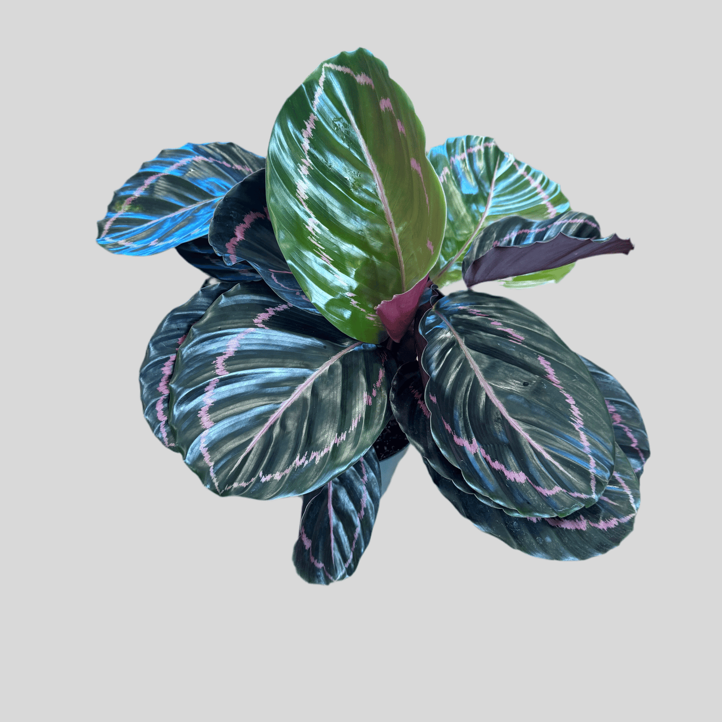 Calathea ‘Dottie’ - The Plant Lady SF