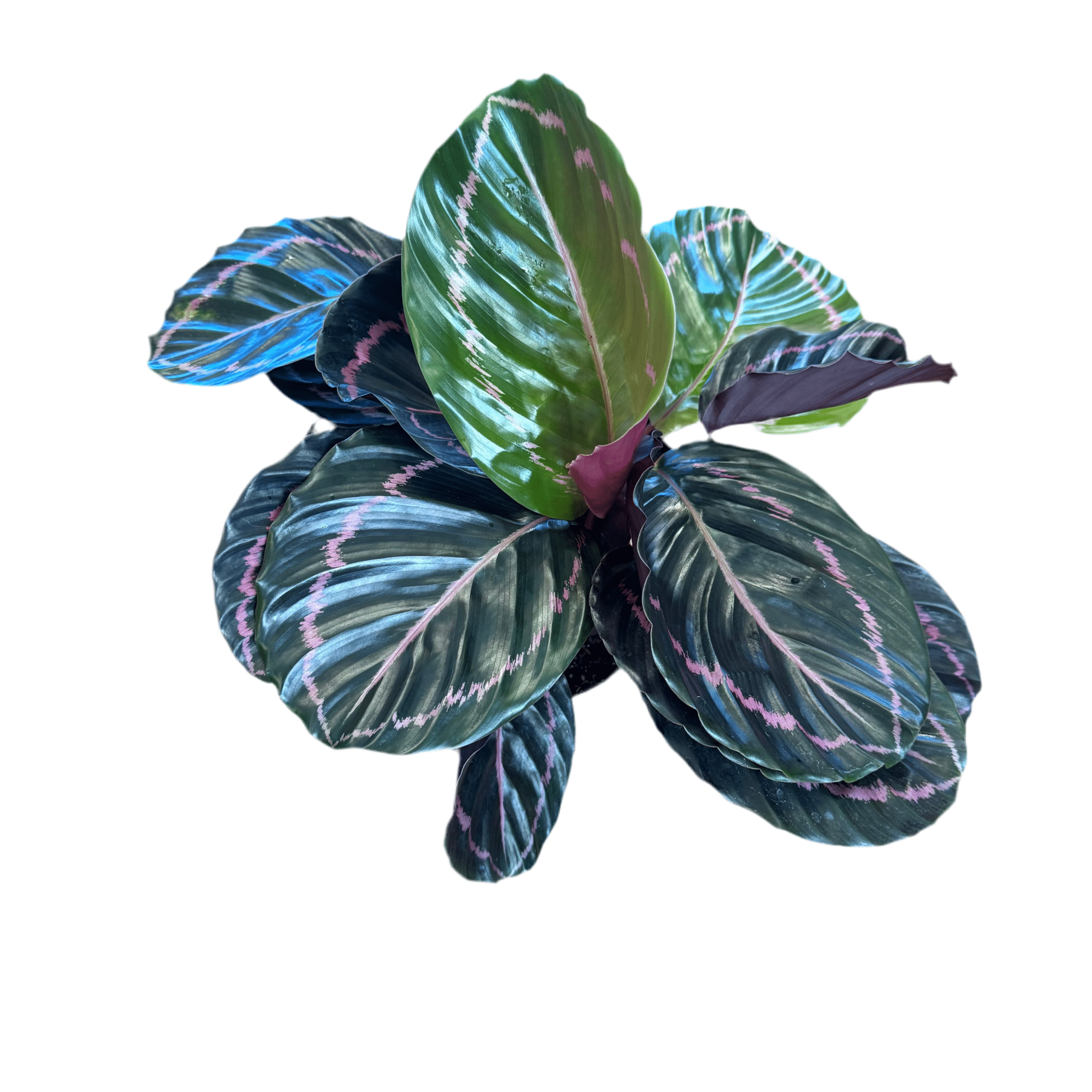 calathea dottie prayer plant Calathea 'Dottie' – The Plant Lady SF
