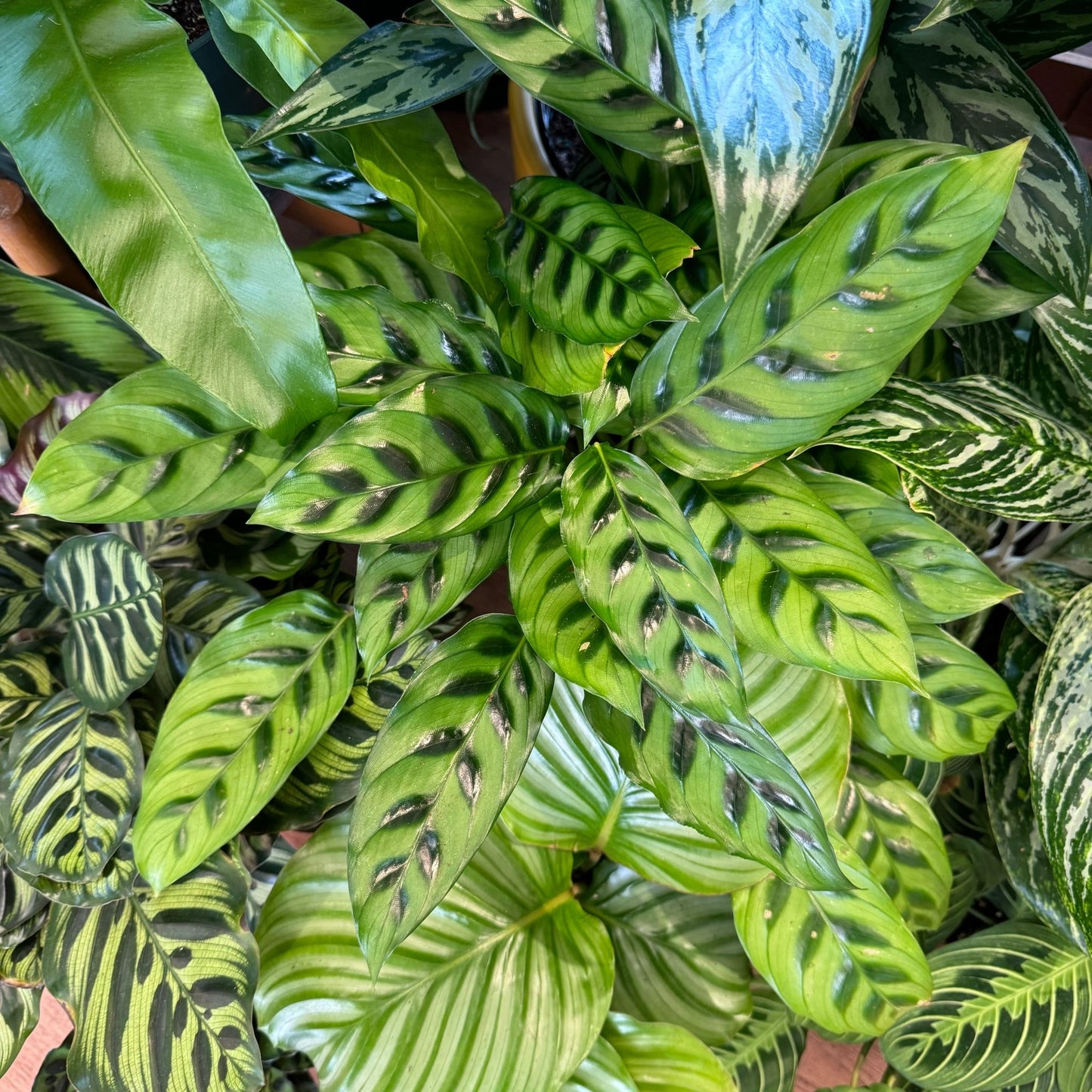 Calathea leopardina - The Plant Lady SF