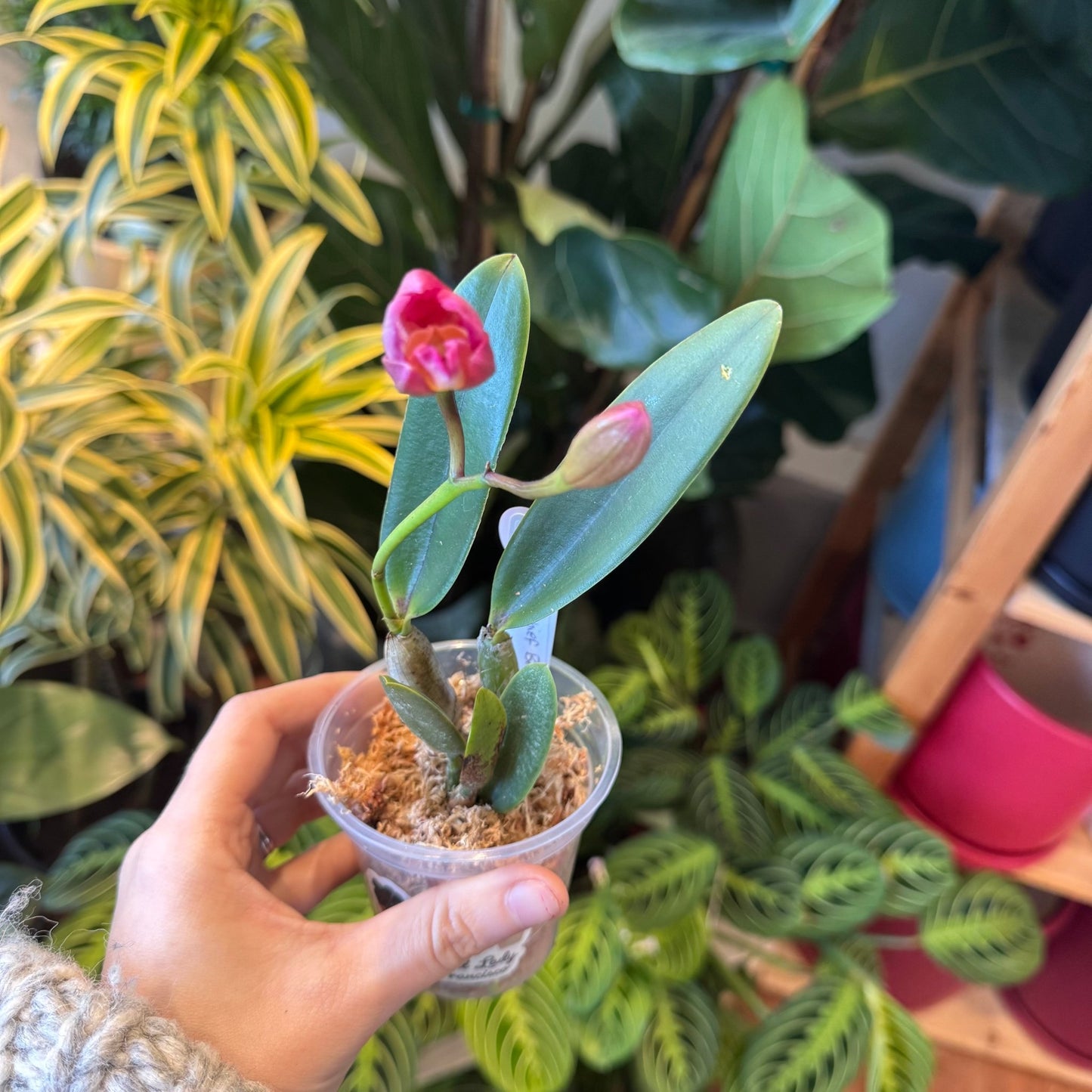 Cattlianthe Chief Berry - The Plant Lady SF