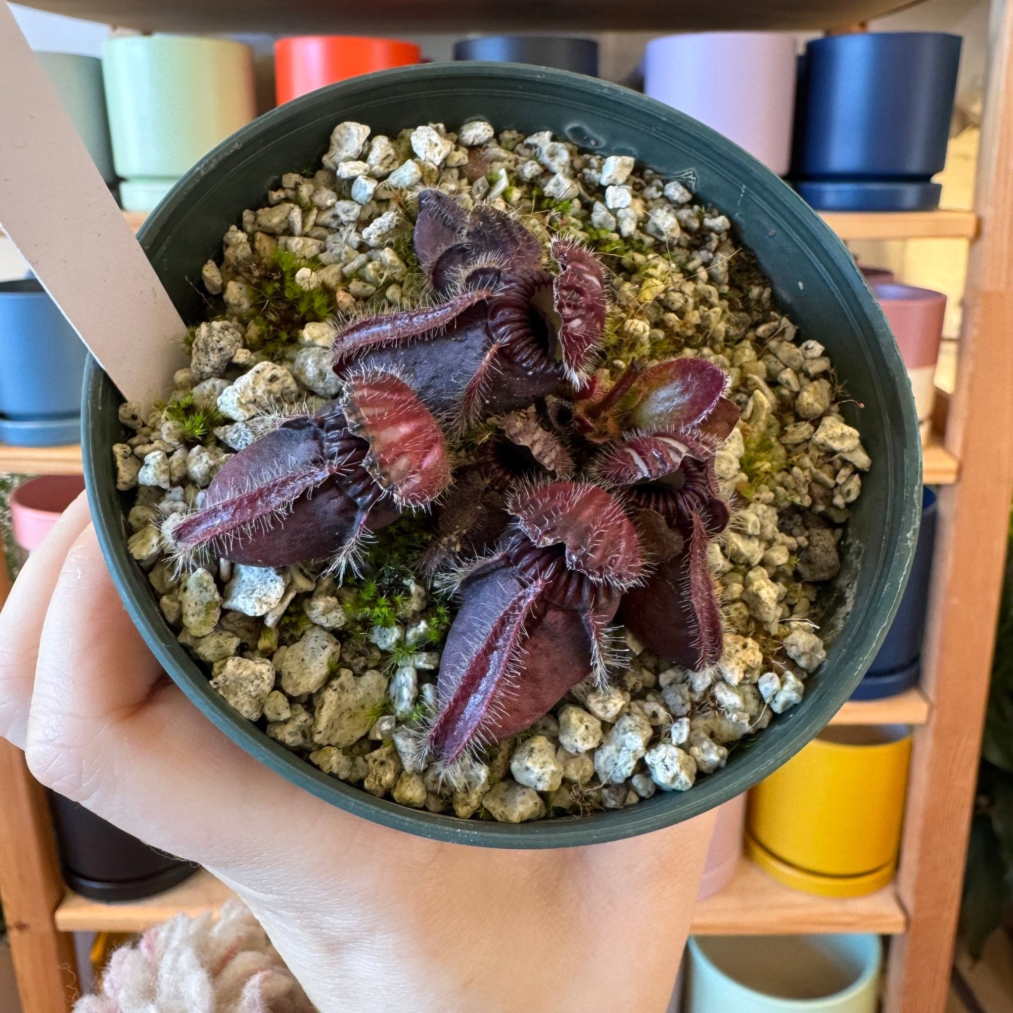 Cephalotus follicularis – The Plant Lady SF