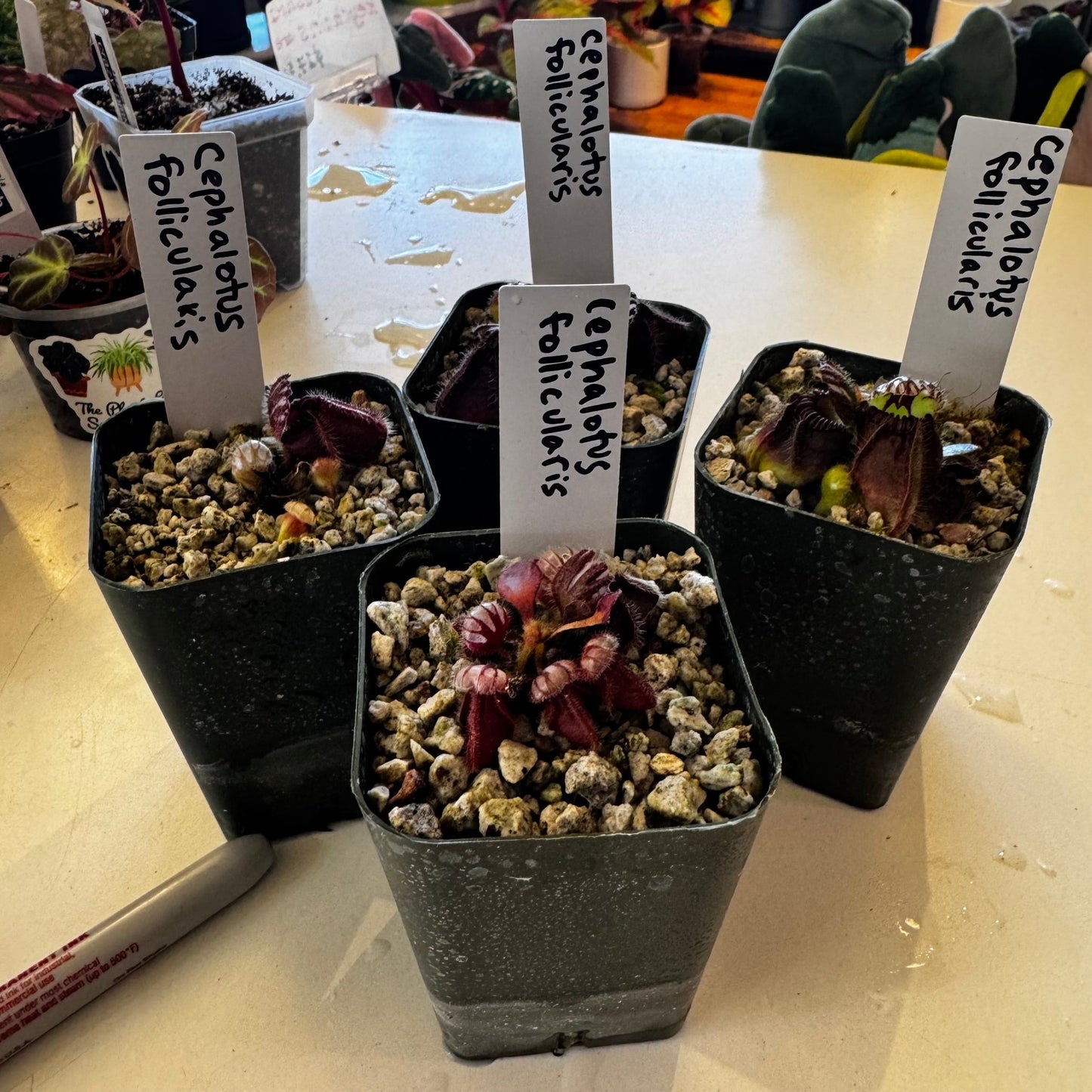 Cephalotus follicularis - The Plant Lady SF