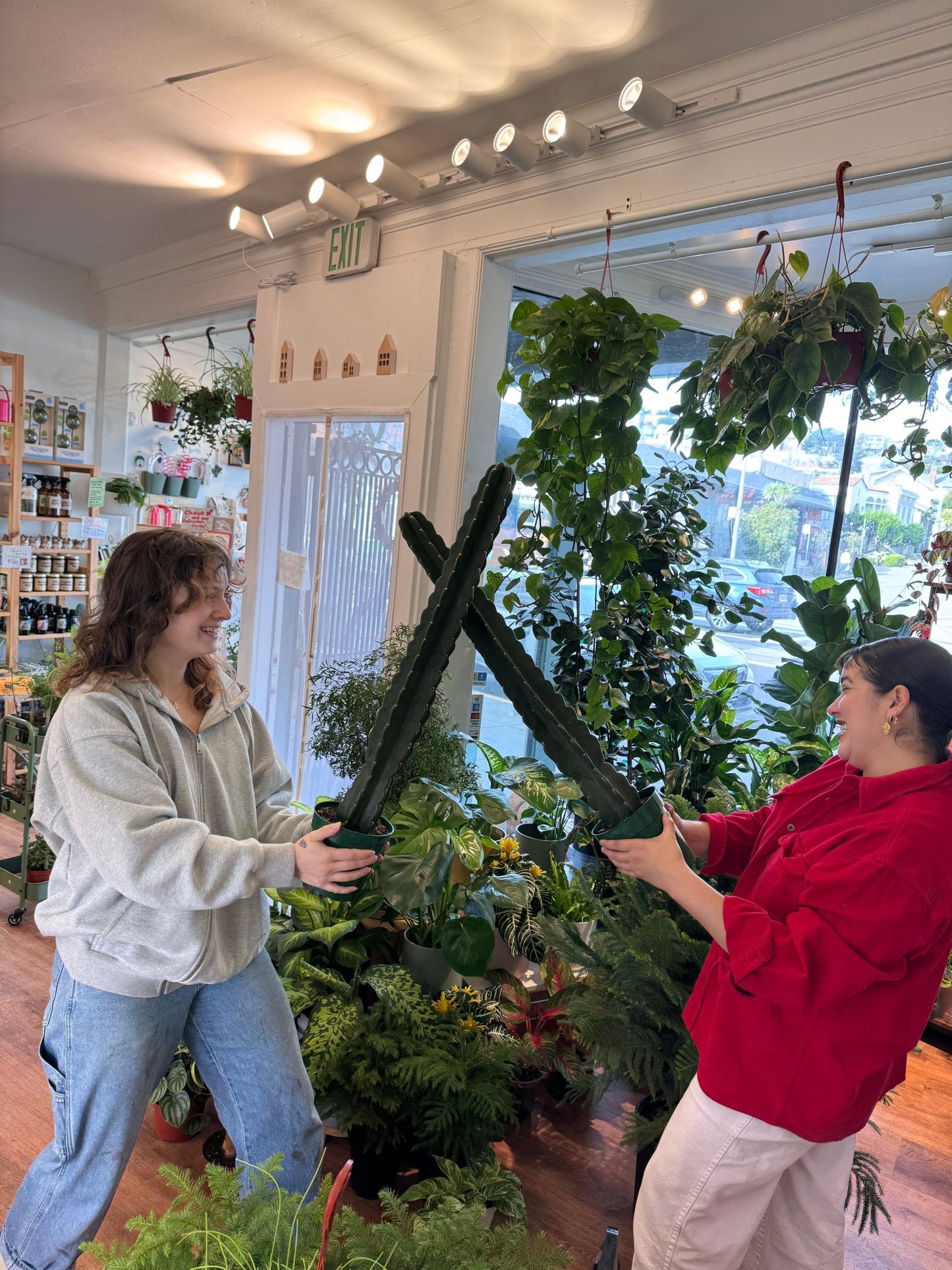 Cereus jamacaru "Cuddly Cactus" - The Plant Lady SF