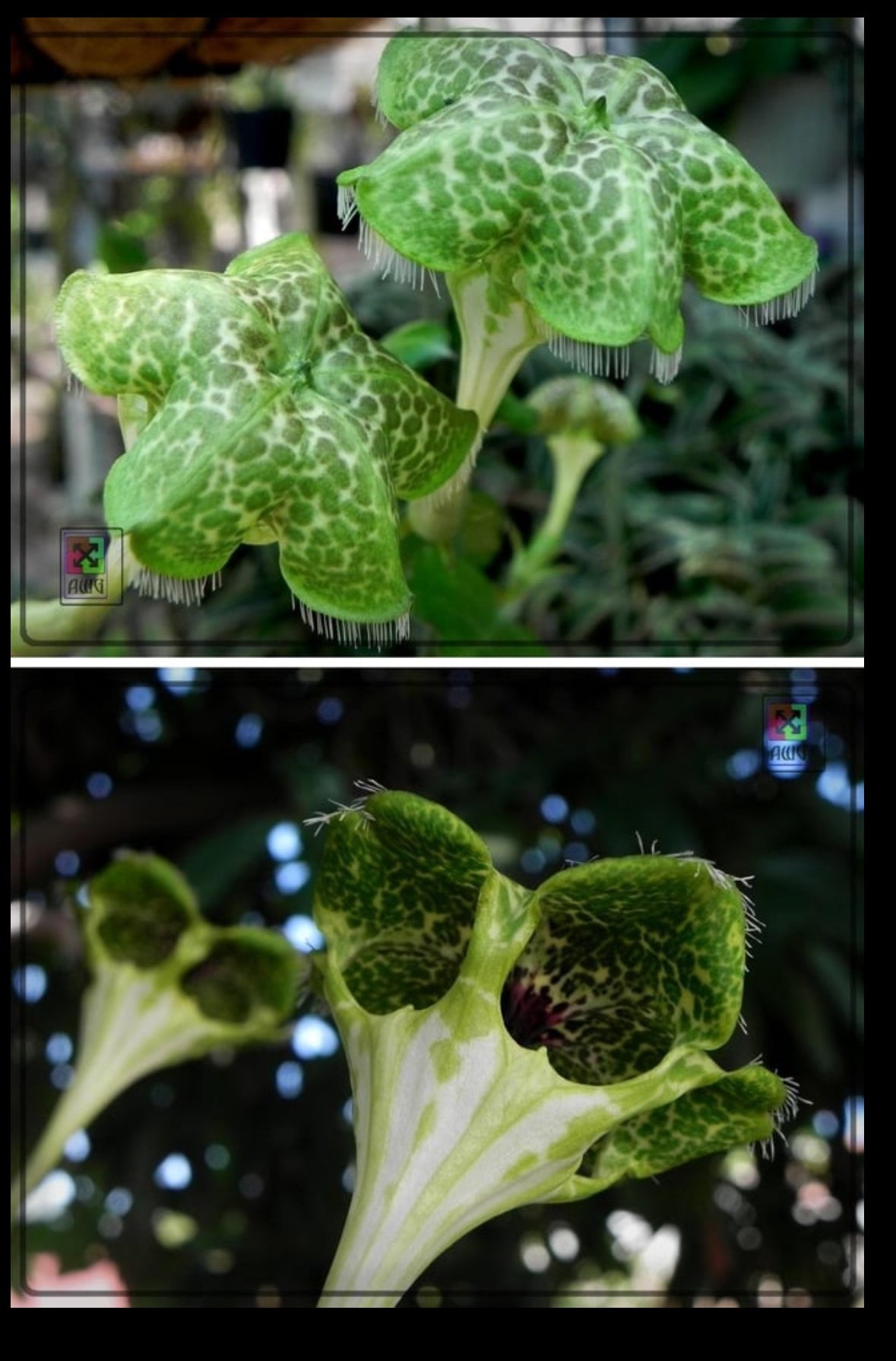 Ceropegia sandersonii (Parachute Plant) - The Plant Lady SF