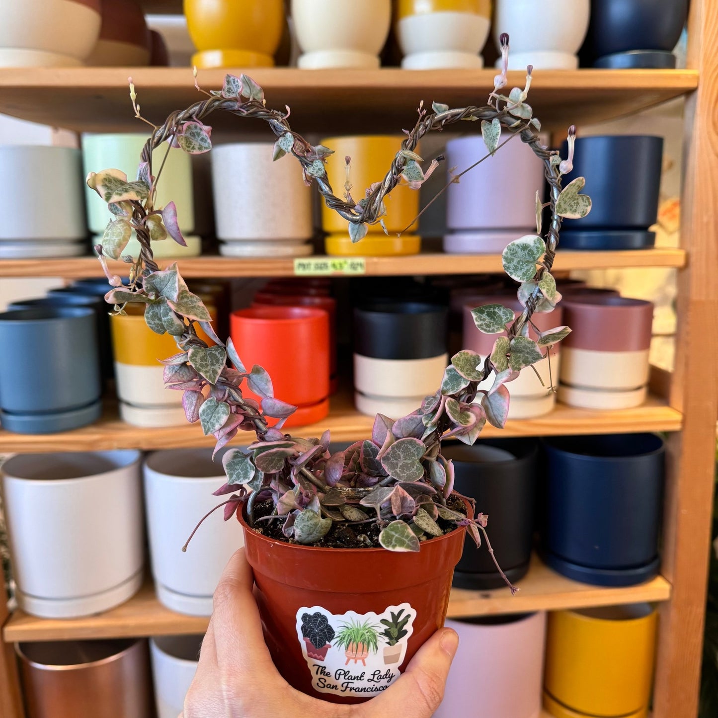 Ceropegia woodii variegata (Variegated String of Hearts) - The Plant Lady SF