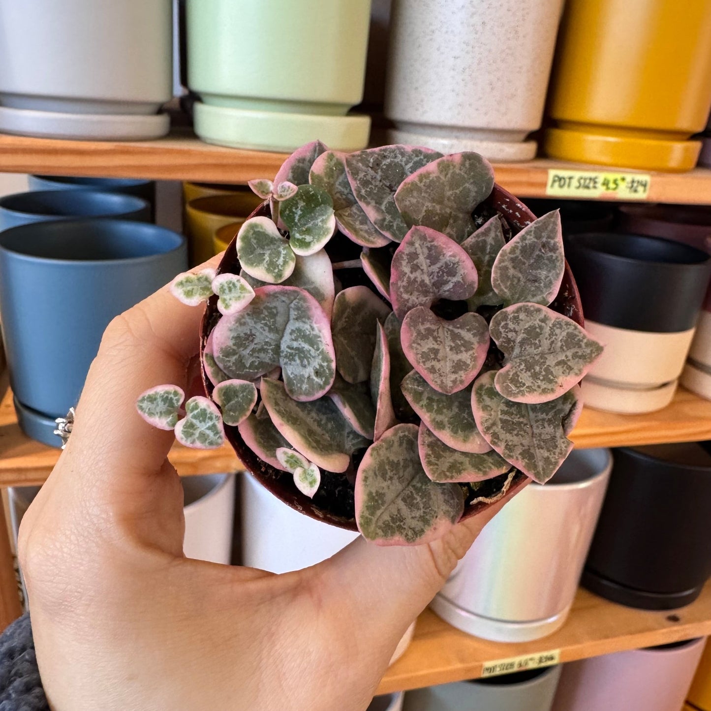 Ceropegia woodii variegata (Variegated String of Hearts) - The Plant Lady SF